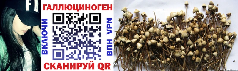 Купить  Олонец  Псилоцибиновые грибы Magic Shrooms 